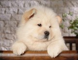 Chow-Chow