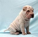 Shar Pei